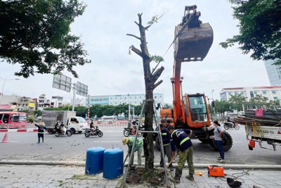 Bài 2: Chung tay 'xanh hóa' Thủ đô sau bão Yagi