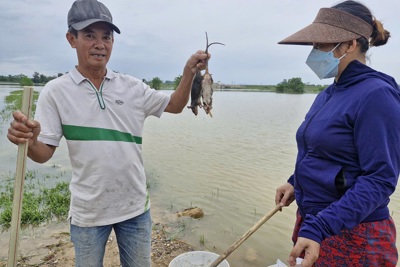 Hà Tĩnh: mùa mưa lũ người dân tập trung ra đồng tiêu diệt chuột 