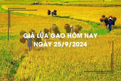 Giá lúa gạo hôm nay 25/9: giá lúa gạo quay đầu giảm