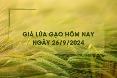 Giá lúa gạo hôm nay 26/9: đồng loạt giảm nhẹ