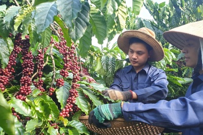 Giá cà phê hôm nay 27/9: Robusta liên tục lập kỷ lục, trong nước vượt 123.000đồng/kg