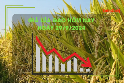 Giá lúa gạo hôm nay 29/9: Giá lúa giảm 200 - 300 đồng/kg