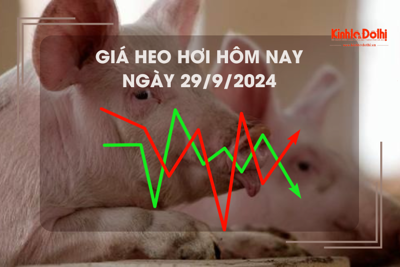 Giá heo hơi hôm nay 29/9: giá heo hơi Hà Nội cao nhất 71.000 đồng/kg