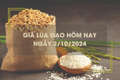 Giá lúa gạo hôm nay 2/10: giá gạo tiếp đà giảm 500 đồng/kg