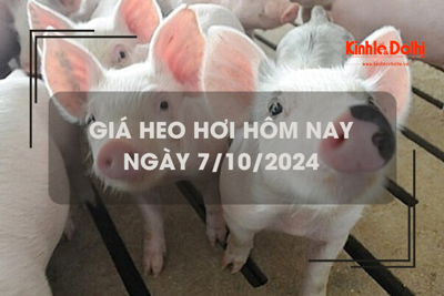 Giá heo hơi hôm nay 7/10: Thừa Thiên Huế tiếp tục thu mua với giá thấp