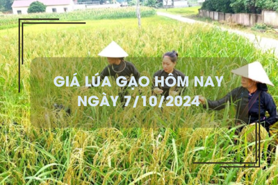 Giá lúa gạo hôm nay 7/10: gạo Nàng Nhen cao nhất 28.000 đồng/kg