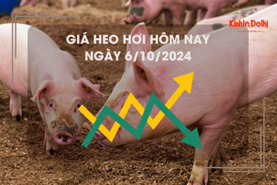 Giá heo hơi hôm nay 6/10: Hà Nội cao nhất cả nước 69.000 đồng/kg