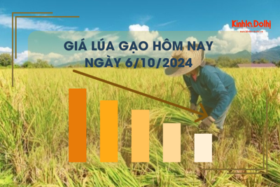 Giá lúa gạo hôm nay 6/10: giá gạo tăng nhẹ