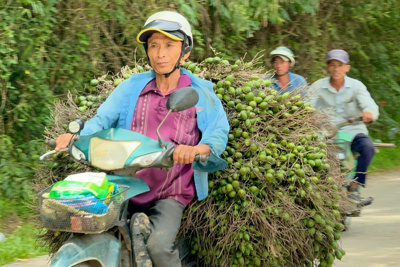 Giá tăng kỷ lục, một tạ cau tương đương một chỉ vàng