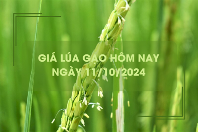 Giá lúa gạo hôm nay 11/10: Giá gạo giảm 100 - 400 đồng/kg