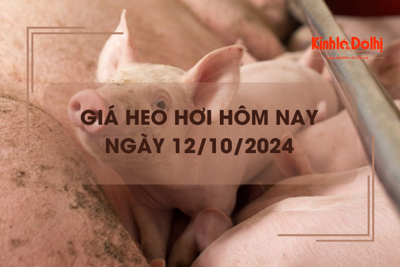 Giá heo hơi hôm nay 12/10: miền Bắc tiếp tục giảm 1.000 đồng/kg