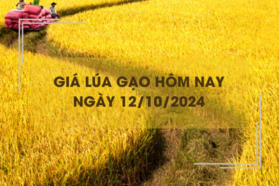 Giá lúa gạo hôm nay 12/10: giá gạo tăng giảm trái chiều 