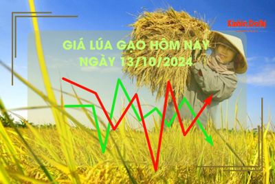 Giá lúa gạo hôm nay 13/10: giá gạo tăng nhẹ