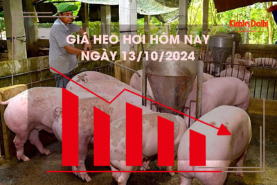 Giá heo hơi hôm nay 13/10: miền Bắc thu mua cao nhất cả nước