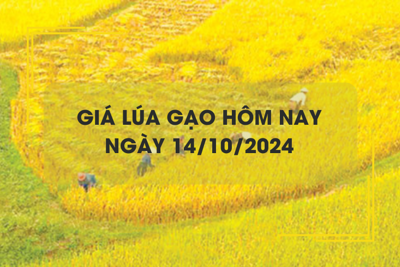 Giá lúa gạo hôm nay 14/10: giá lúa Thu Đông giảm 