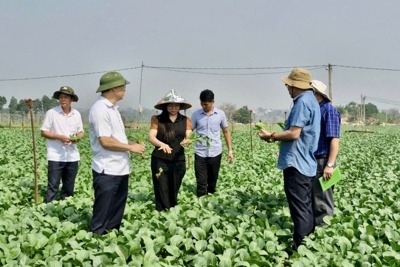 Hà Nội: tăng diện tích sản xuất, bảo đảm nguồn cung nông sản Tết Ất Tỵ