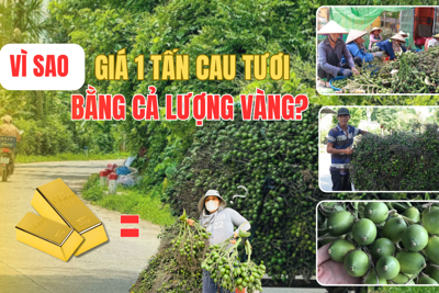 Vì sao giá 1 tấn cau tươi bằng cả lượng vàng?