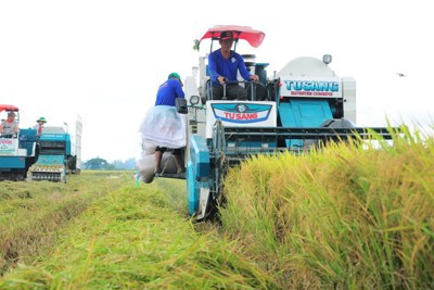 Bàn giải pháp triển khai đề án 1 triệu héc ta lúa chất lượng cao