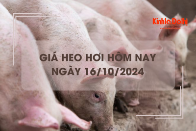 Giá heo hơi hôm nay 16/10: tiếp đà giảm trên cả nước