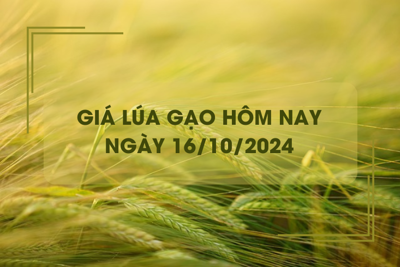 Giá lúa gạo hôm nay 16/10: giá gạo trong nước tăng, xuất khẩu giảm nhẹ