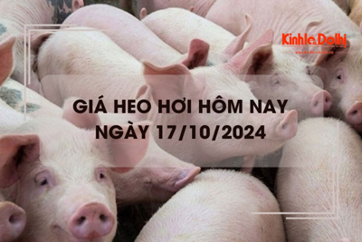 Giá heo hơi hôm nay 17/10: giữ đà giảm trên cả nước 