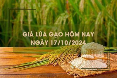 Giá lúa gạo hôm nay 17/10: giá gạo trong nước giảm nhẹ