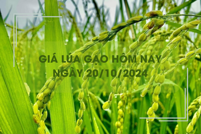 Giá lúa gạo hôm nay 20/10: giá Nàng Nhen cao nhất 28.000 đồng/kg