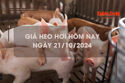 Giá heo hơi hôm nay 21/10: giảm rải rác 1.000 đồng/kg