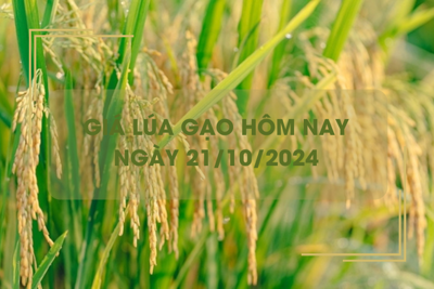 Giá lúa gạo hôm nay 21/10: giá gạo quanh mốc 10.400 - 28.000 đồng/kg 