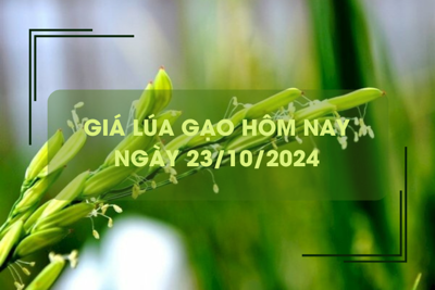 Giá lúa gạo hôm nay 23/10: đồng loạt tăng nhẹ