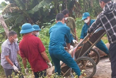 Nghệ An: tăng cường công tác phòng chống dịch tả lợn châu Phi