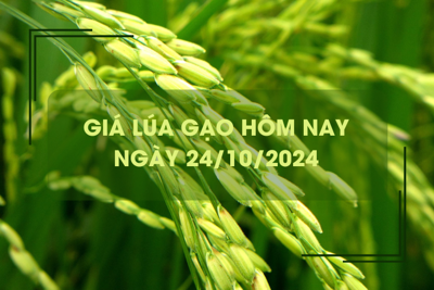 Giá lúa gạo hôm nay 24/10: gạo xuất khẩu Việt Nam cao nhất châu Á