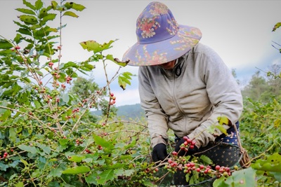 Giá cà phê hôm nay 24/10: dứt đà giảm, cà phê 2 sàn tăng trở lại