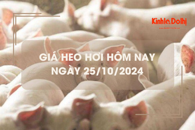 Giá heo hơi hôm nay 25/10: tiếp đà giảm trên cả nước