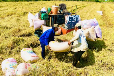 Thúc đẩy liên kết chuỗi giá trị lúa gạo, phát triển bền vững