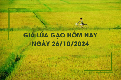 Giá lúa gạo hôm nay 26/10: gạo xuất khẩu tiếp đà giảm