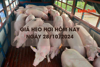 Giá heo hơi hôm nay 28/10: giảm 1.000 đồng/kg tại một vài địa phương