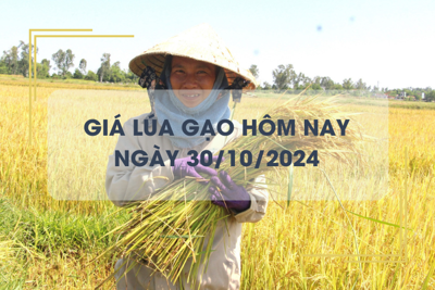 Giá lúa gạo hôm nay 30/10: giá lúa bật tăng 200 đồng/kg