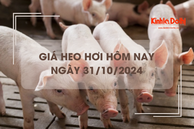 Giá heo hơi hôm nay 31/10: miền Trung cao nhất 61.000 đồng/kg