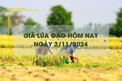 Giá lúa gạo hôm nay 2/11: giá lúa tăng bật tăng