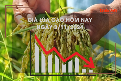 Giá lúa gạo hôm nay 3/11: tăng mạnh 1.000 - 1.200 đồng/kg 