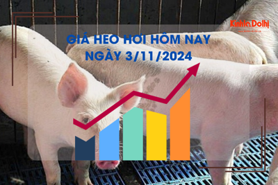 Giá heo hơi hôm nay 3/11: miền Bắc phục hồi mốc 64.000 đồng/kg 