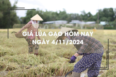 Giá lúa gạo hôm nay 4/11: lúa tươi giữ giá ổn định 