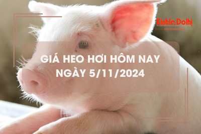 Giá heo hơi hôm nay 5/11: tiếp tục tăng nhẹ 1.000 đồng/kg