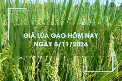 Giá lúa gạo hôm nay 5/11: giá gạo tăng nhẹ 50 đồng/kg