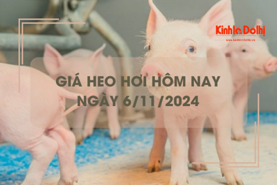 Giá heo hơi hôm nay 6/11: biến động trái chiều một số nơi ở phía Nam