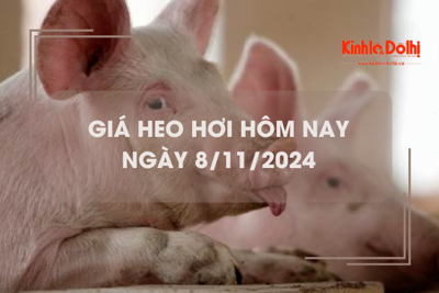 Giá heo hơi hôm nay 8/11: Đắk Lắk giao dịch thấp nhất cả nước 58.000 đồng/kg