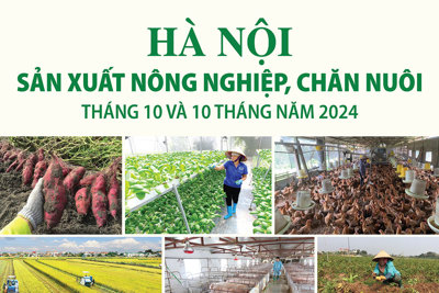 Hà Nội: sản xuất nông nghiệp, chăn nuôi ảnh hưởng do bão Yagi