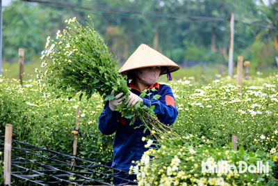 Người dân tất bật thu hoạch vườn cúc họa mi còn sót lại sau bão Yagi