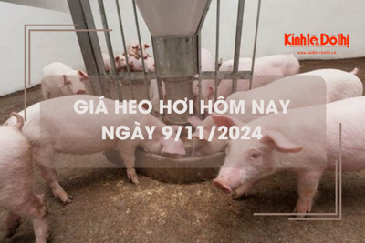 Giá heo hơi hôm nay 9/11: tăng rải rác 1.000 - 2.000 đồng/kg